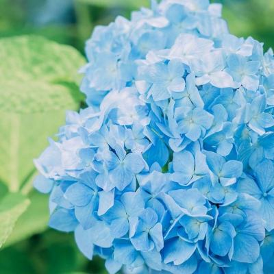 金沙官方版下载